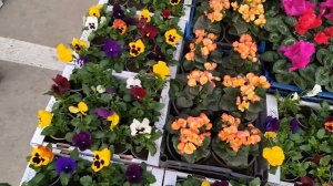 Цветочный рынок Краснодар 16 апреля 2025 г