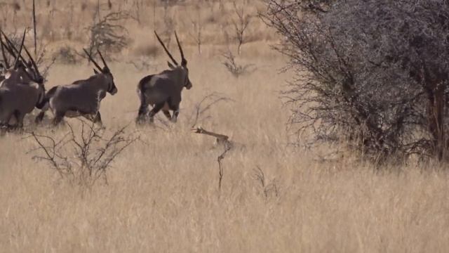 Gemsbuck Headshot!!! смотреть онлайн