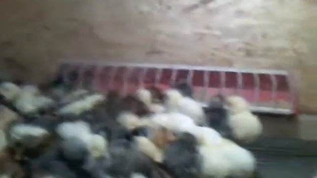 Брудер на 1000 цыплят смотреть онлайн