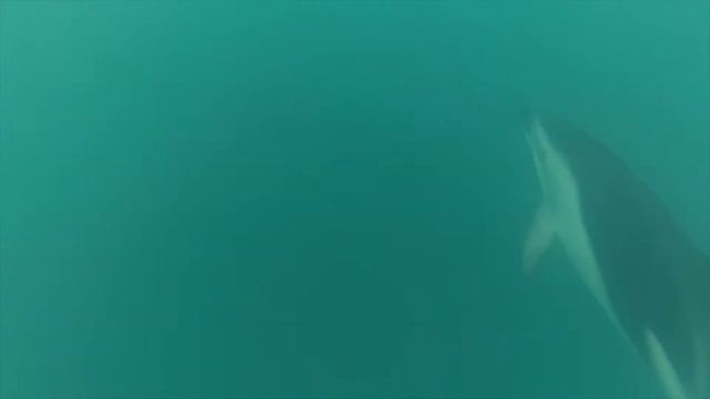 Dolphin смотреть онлайн