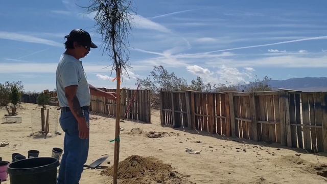 Planted Our Big Palo Verde Tree on the ground #foodforest #homestead #desert смотреть онлайн