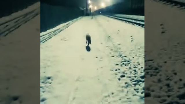лисица))))) смотреть онлайн