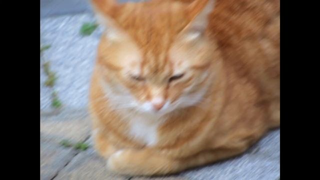 La gattina Kikina e il suo migliore amico Matisse ! смотреть онлайн