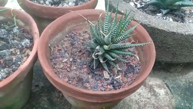 How to Care Haworthia Limifolia Plant | Tips for Get More Pubs & More Flower in Haworthia Succulent смотреть онлайн