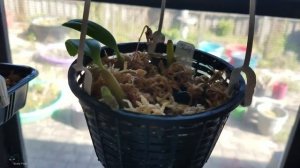 Unboxing a Bulbophyllum ambrosia