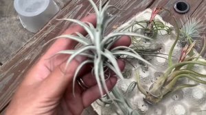 Как я сгубила тилландсии