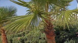 Турция. Сиде. Alba Resort Hotel 5*. Дорога к морю.