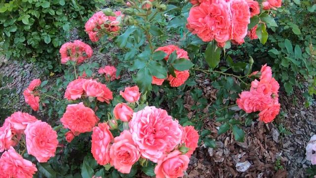 Роза Ютерсенс розенкониген смотреть онлайн