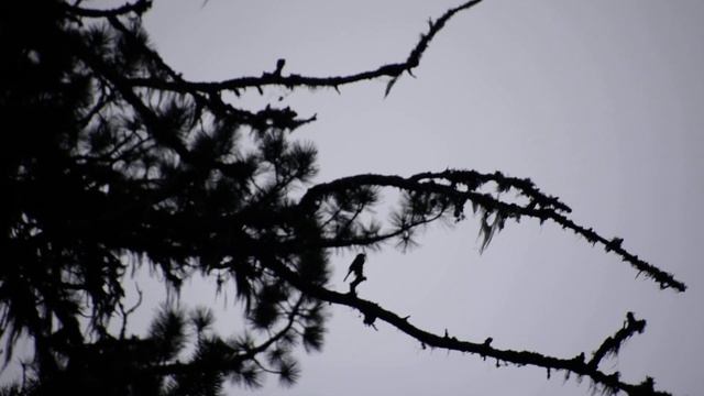 20 06 2023 Ергаки нижняя Буйба экотропа 1 смотреть онлайн