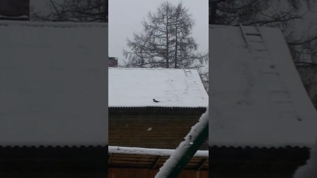Ворона катается с горки:) смотреть онлайн