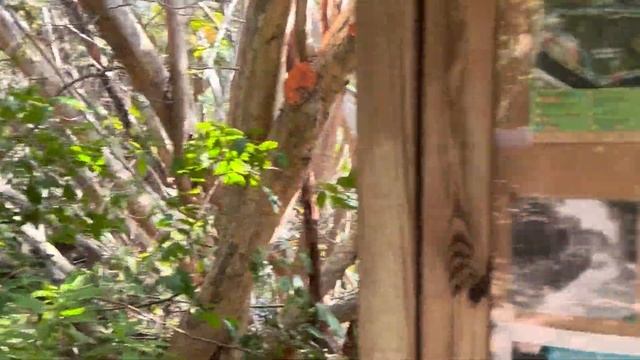 В одиночку по Америке🇺🇸! Fort Lauderdale во всей красе смотреть онлайн