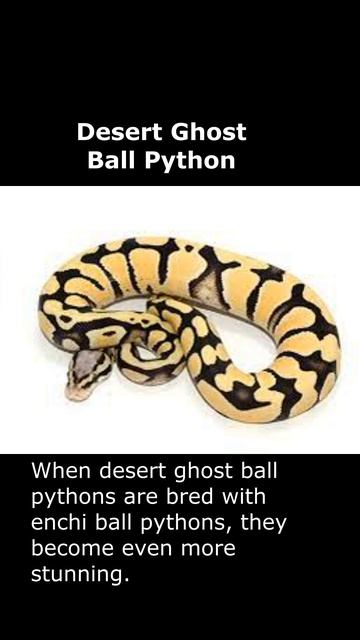 Desert Python Snake смотреть онлайн