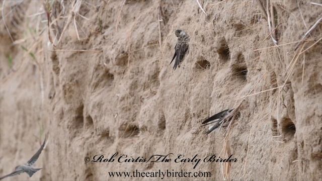 BANK SWALLOW flying at nest colony смотреть онлайн