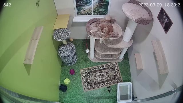 Пример с камеры видеонаблюдения смотреть онлайн