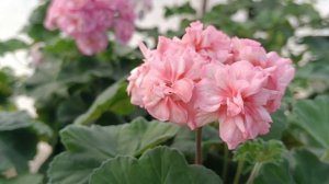 Переезд в теплицу.