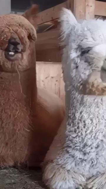 У альпак невероятная шерсть, она водонепроницаемая, не пачкается и в разы теплее овечьей шерсти. 😘 смотреть онлайн