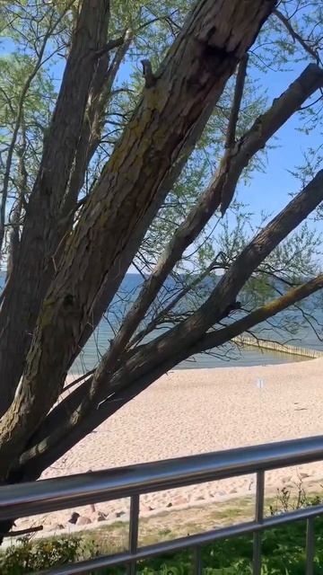 Балтийское море. Жара на Балтике #калининград #зеленоградск #городкотиков смотреть онлайн