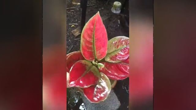 Tips on how to get rid of mealy bugs aphids in plants (Simple and easy way) смотреть онлайн