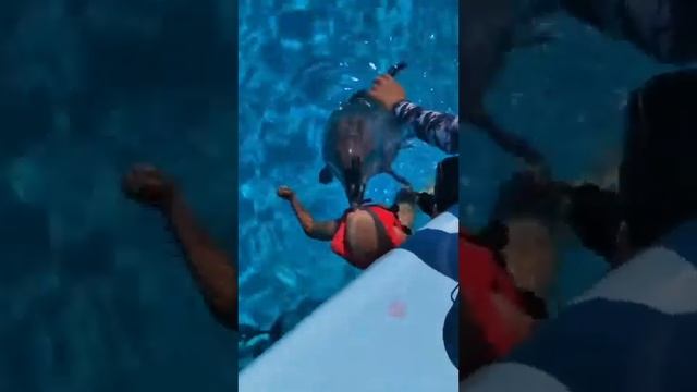 Дельфинарий Кирилловка июль 2024 смотреть онлайн