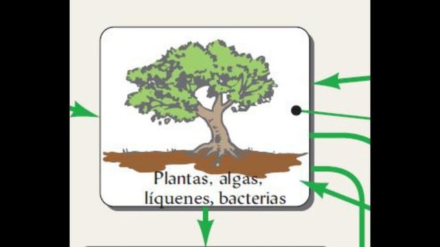 4 1 3a Organismos en acción I смотреть онлайн
