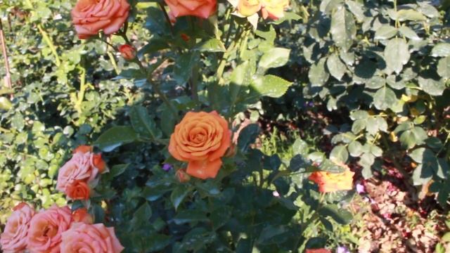 Душевные гортензии и розы. Супер лилии. Монарда Диана из семян смотреть онлайн