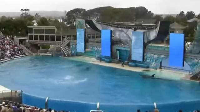 Развлечения в США Шоу касаток в парке Сан Диего смотреть онлайн