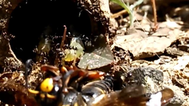 オオフタオビドロバチとルリアリの集団 смотреть онлайн