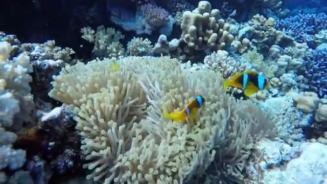 I'DC Club Safari Egypt 2015 смотреть онлайн