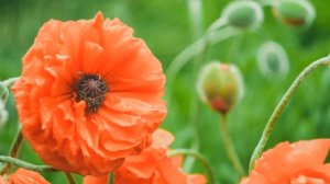 Футаж Маки садовые Background Poppies