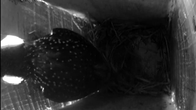 Строительство гнезда. Часть 2. смотреть онлайн