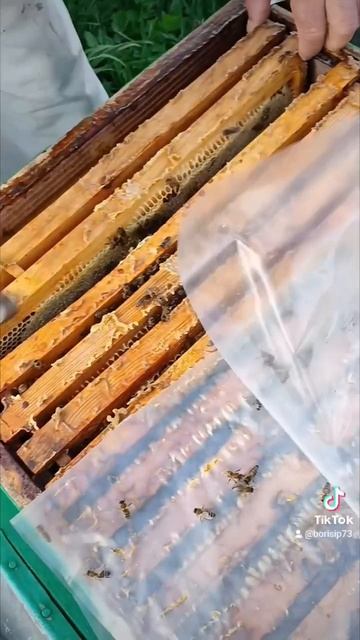 🐝🌞🐝🌞🐝🌞🐝🌞 смотреть онлайн