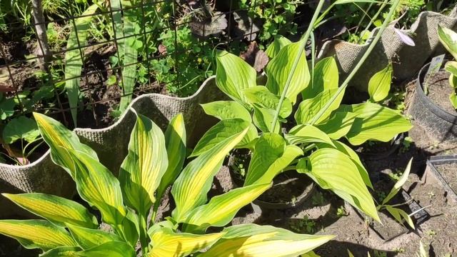 Хоста сорт High Voltage...моя новинка прошлого года #hosta #коллекция #сорта #хоста #HighVoltage