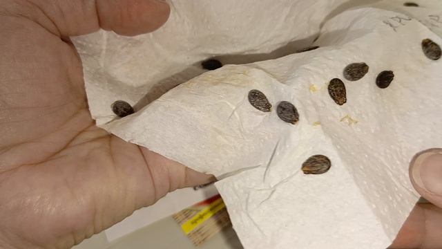 Арбузы. Выбор сортов, замачивание смотреть онлайн