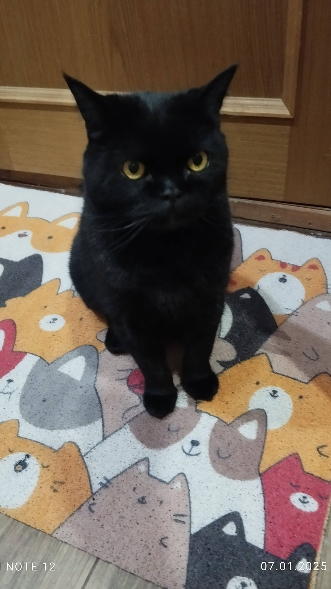 Коты изучают новый коврик в прихожей