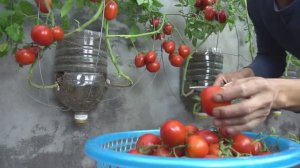 Выращиваем помидоры в 5-литровых бутылках на стене: пошагово