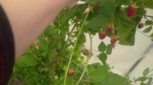 15.09.23 малина,, Конек горбунок!,, рем.