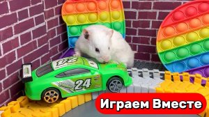 Лабиринт для Хомяка 🐹 Новый лабиринт с ловушками для Умного Хомяка 🐹 Видео для детей