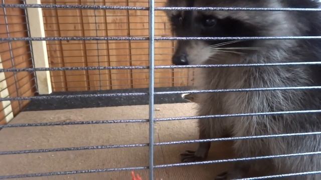 Играем с енотом Кешей смотреть онлайн