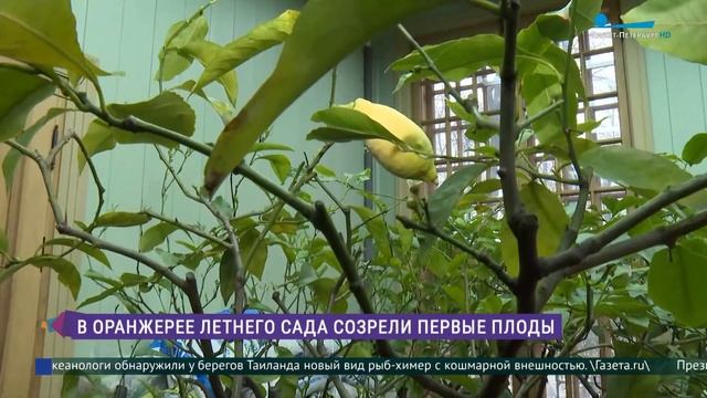В оранжерее Летнего сада созрели первые плоды смотреть онлайн