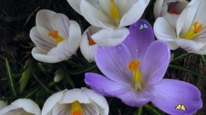 Футаж  Цветы Крокусы ❗❗ Пусть Крокусы Будут Только На Полянах❗❗