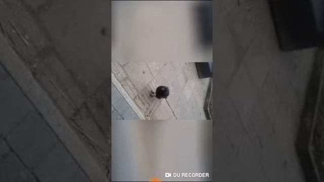 Смешные видео . смотреть онлайн