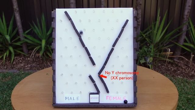 You've Been Lied To About Genetics смотреть онлайн