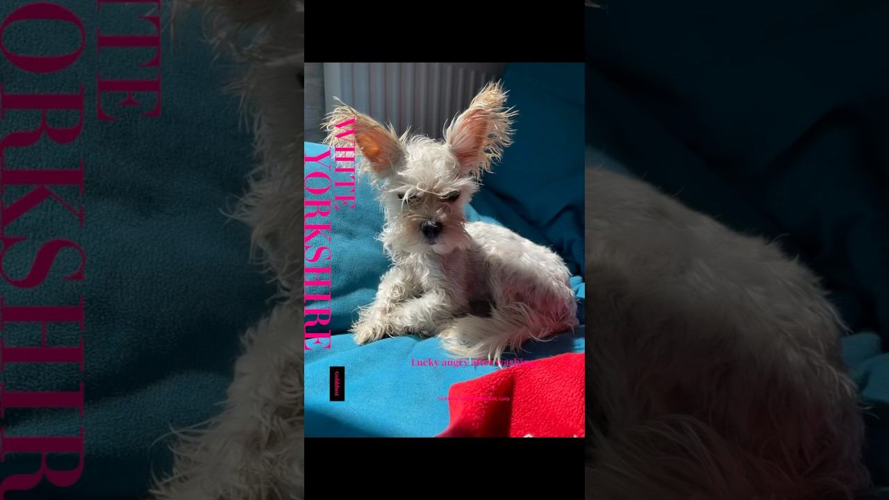 Злой после купания #whitedog #yorkshire #dog #funnydog #puppy #terrier смотреть онлайн