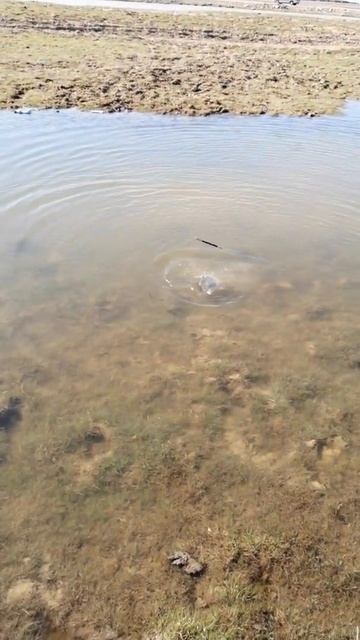 Рабалка на карася. #Shorts смотреть онлайн