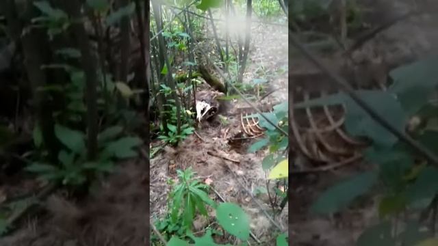Страх в лесу смотреть онлайн