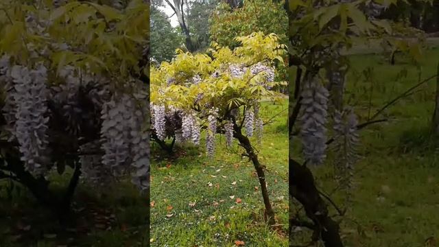 Санаторий/Сочи/Прогулка смотреть онлайн