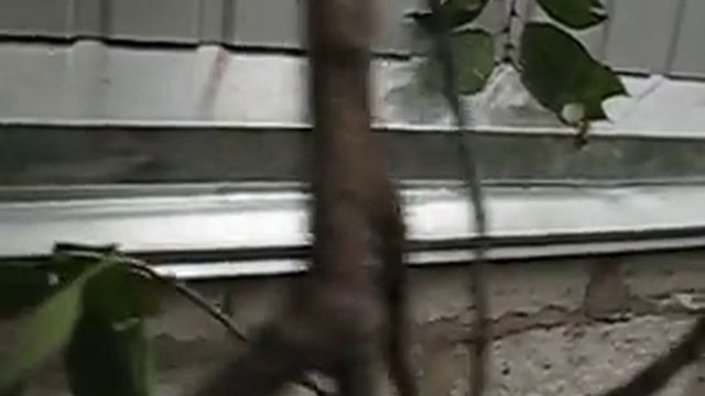 балкон профнастил.AVI