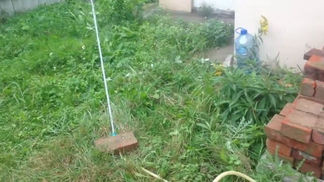 Золотой петушок смотреть онлайн