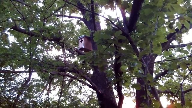 Рой в ловушке смотреть онлайн