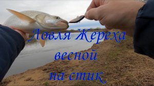 Ловля весеннего жереха на СТИК / Начало положено ! / #рыбалка #жерех #стик